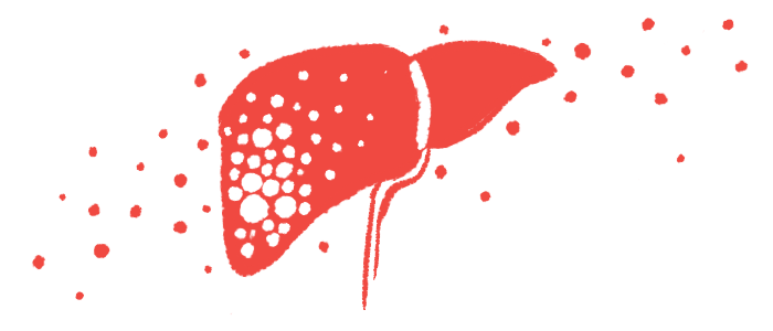 An illustration provides a close-up view of the human liver.